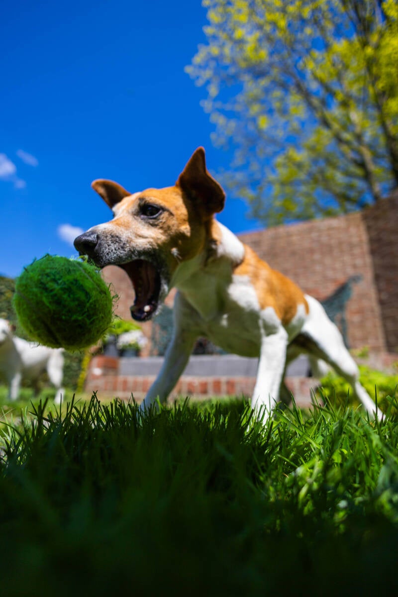 doggyshoot-25-of-51-standard.jpg