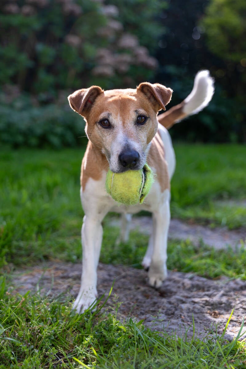 doggyshoot-25-standard.jpg