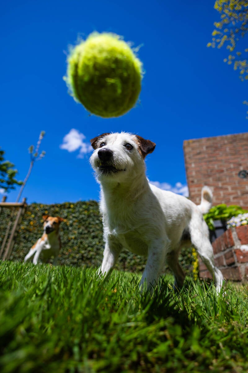 doggyshoot-26-of-51-standard.jpg