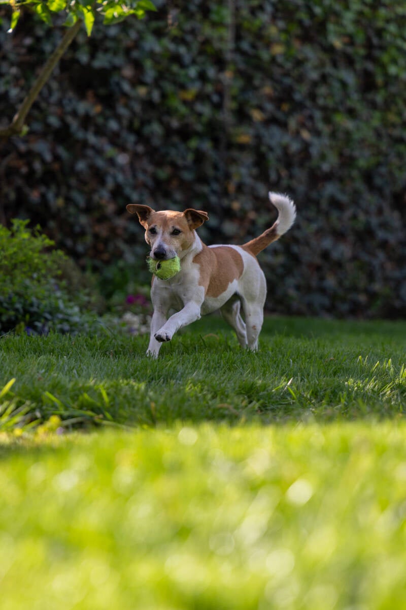 doggyshoot-26-standard.jpg