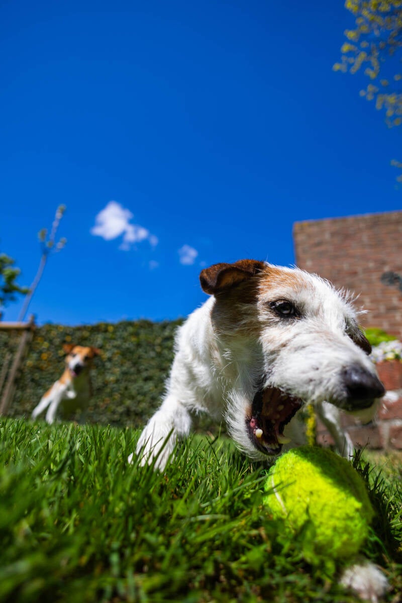 doggyshoot-27-of-51-standard.jpg
