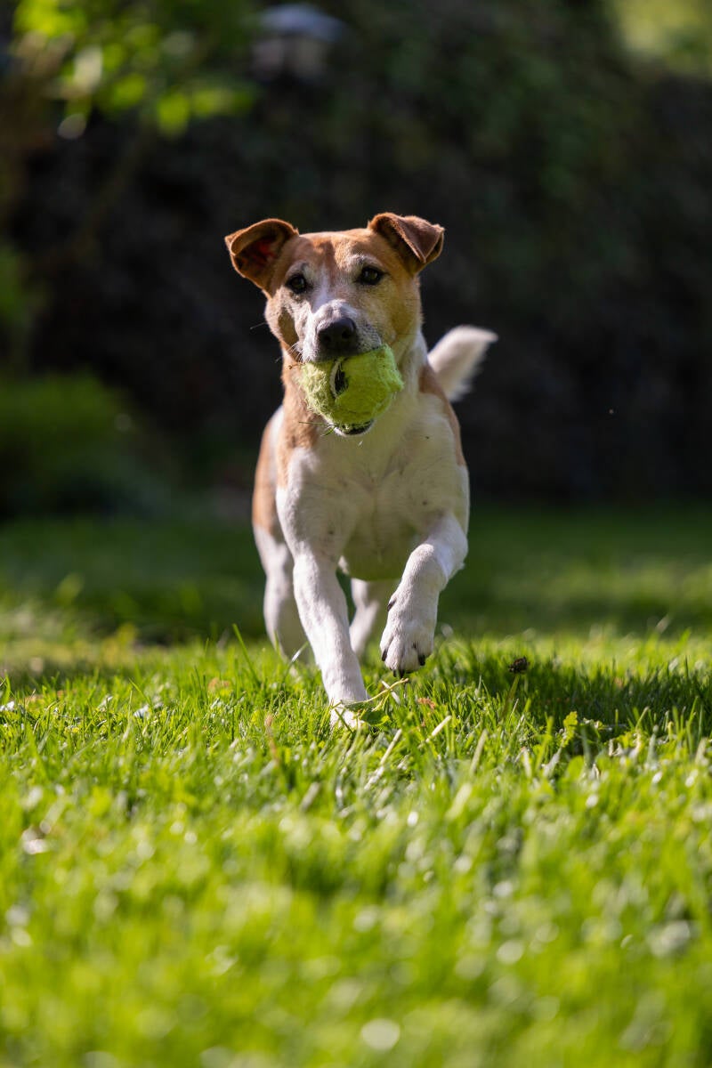 doggyshoot-27-standard.jpg