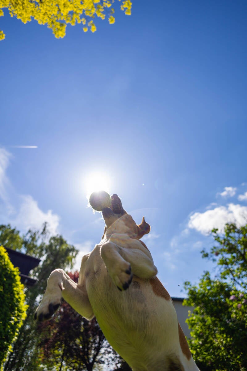 doggyshoot-28-of-51-standard.jpg