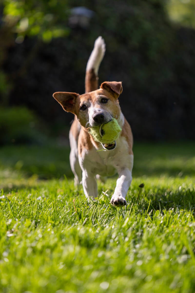 doggyshoot-28-standard.jpg