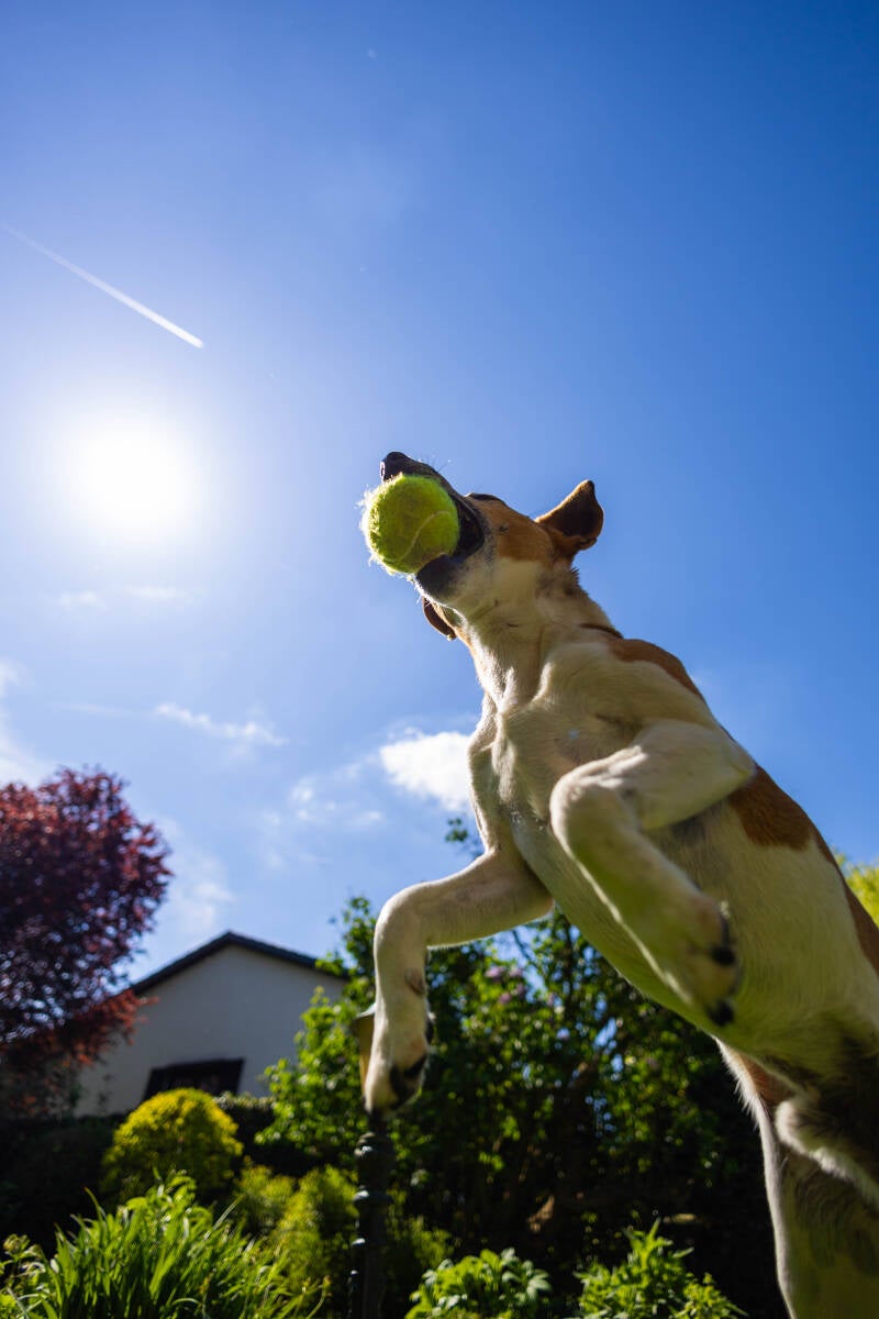 doggyshoot-29-of-51-standard.jpg