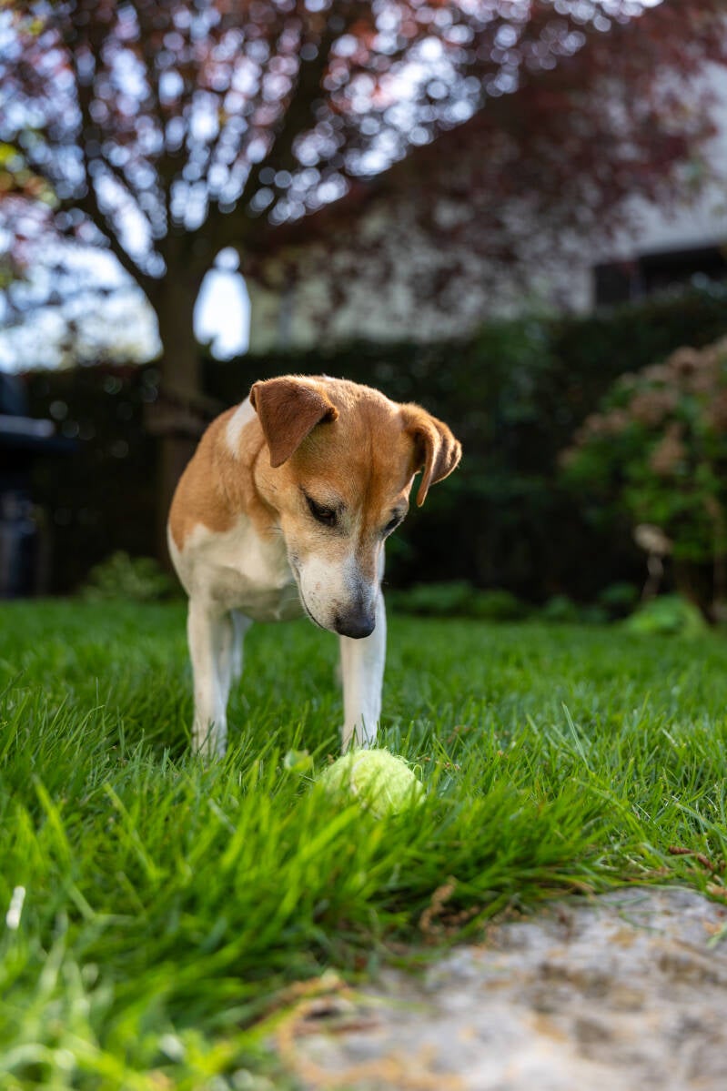 doggyshoot-29-standard.jpg