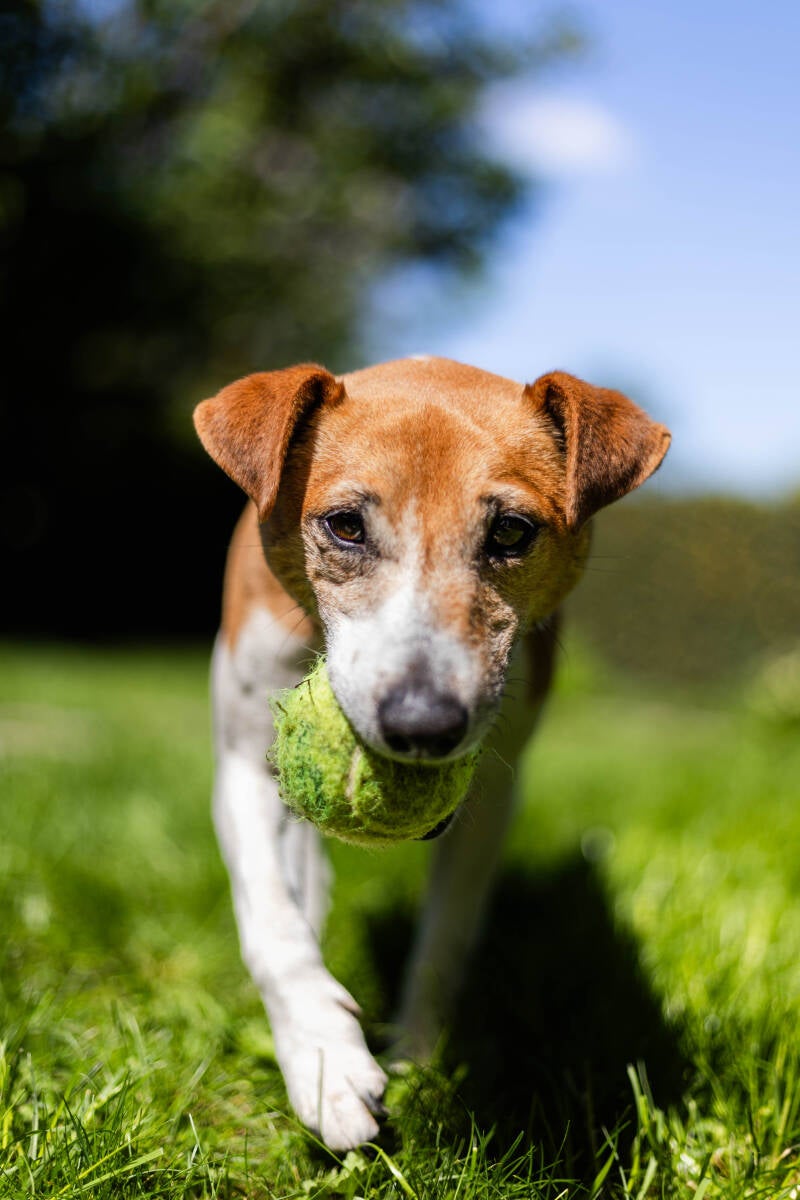 doggyshoot-3-of-51-standard-qjey1c.jpg