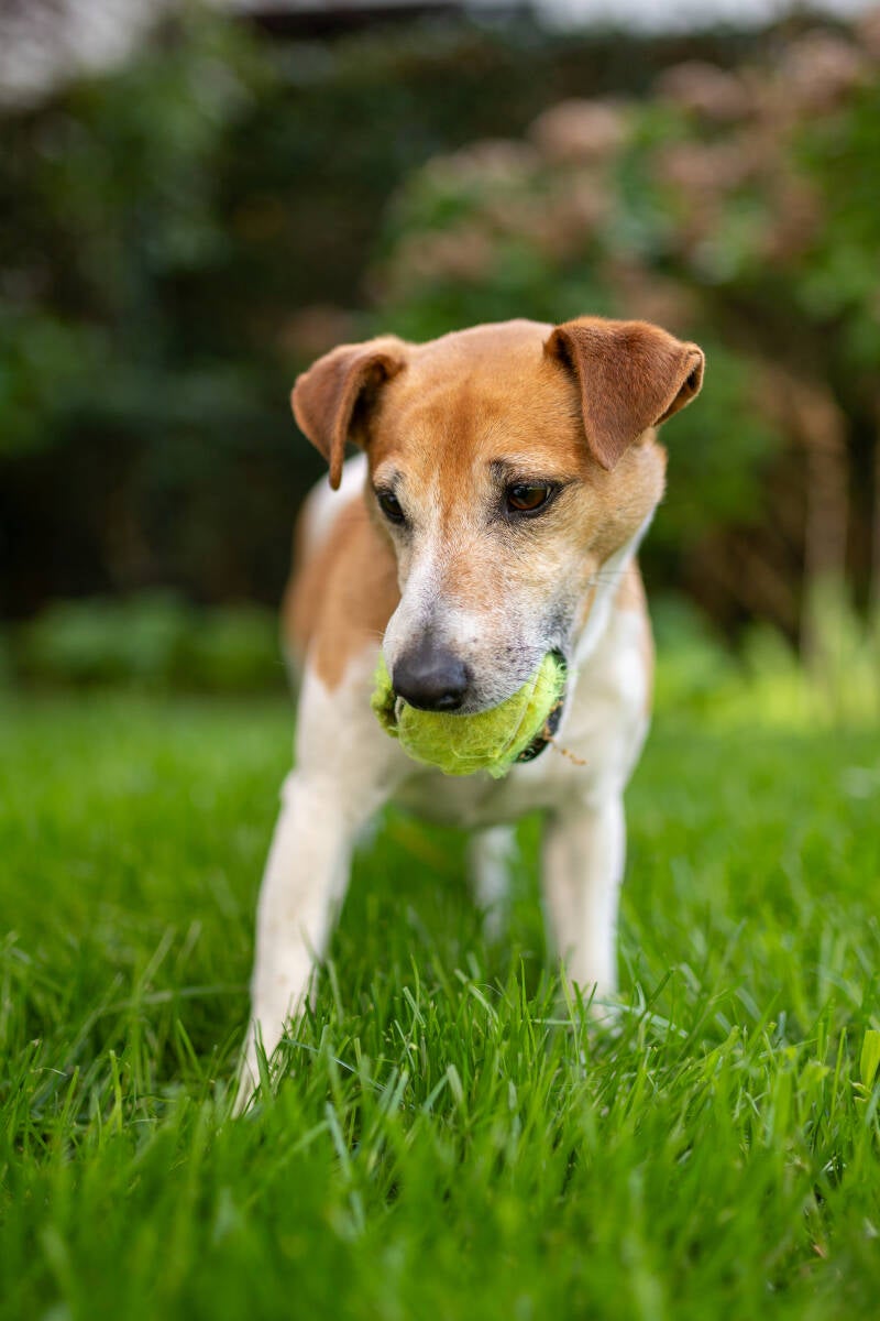 doggyshoot-3-standard.jpg