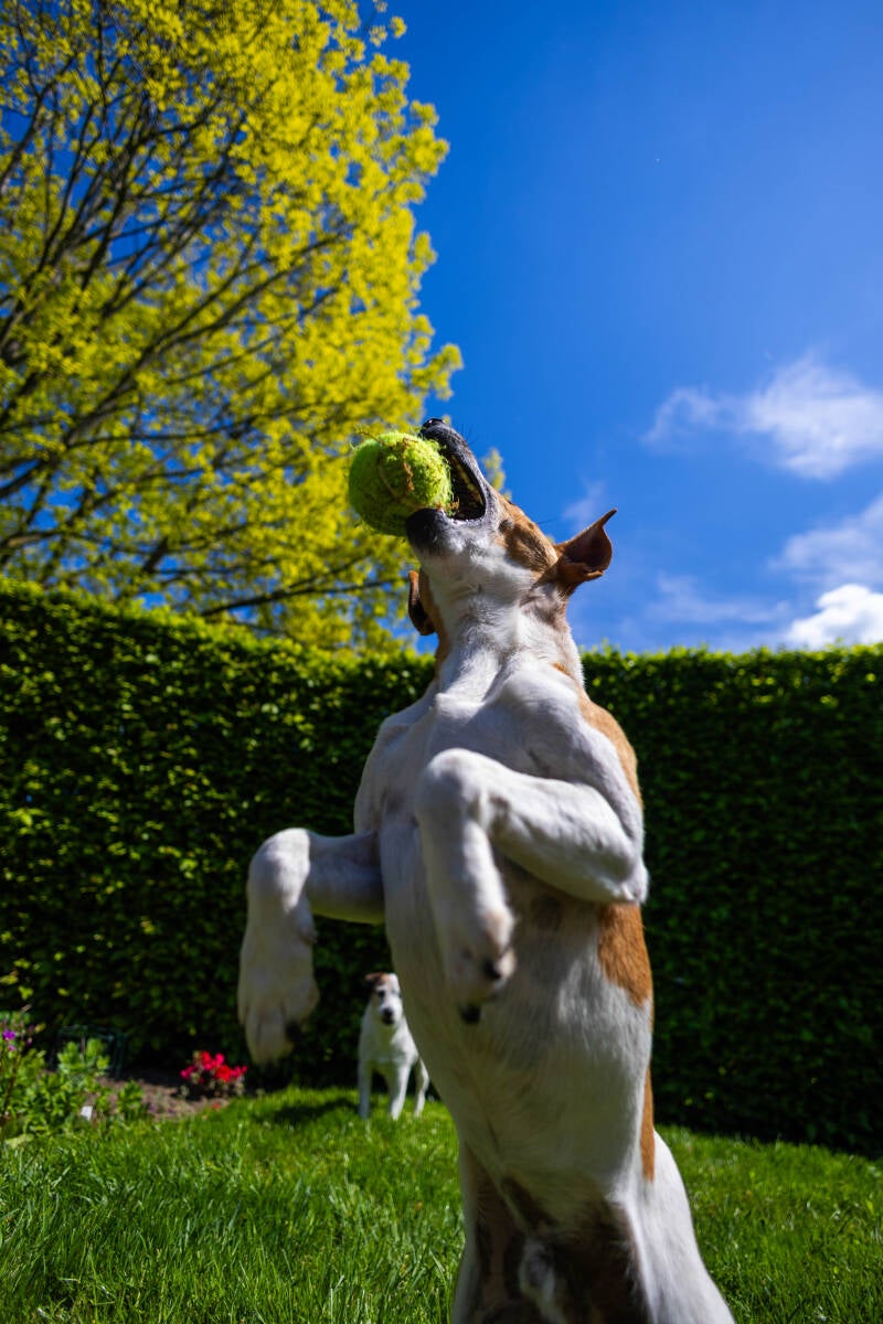 doggyshoot-30-of-51-standard.jpg