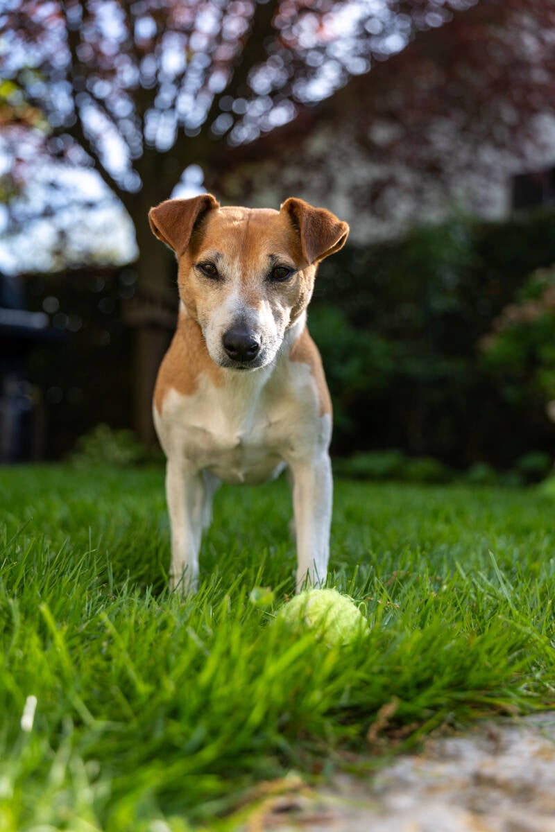doggyshoot-30-standard.jpg
