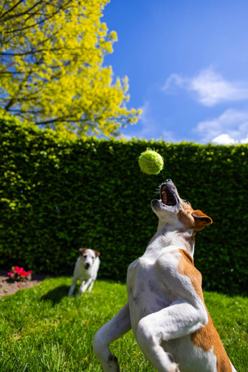doggyshoot-31-of-51-standard.jpg