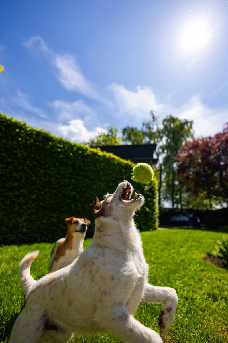doggyshoot-32-of-51-standard.jpg