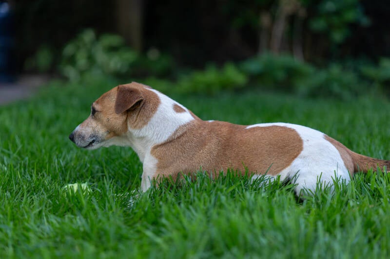 doggyshoot-32-standard.jpg