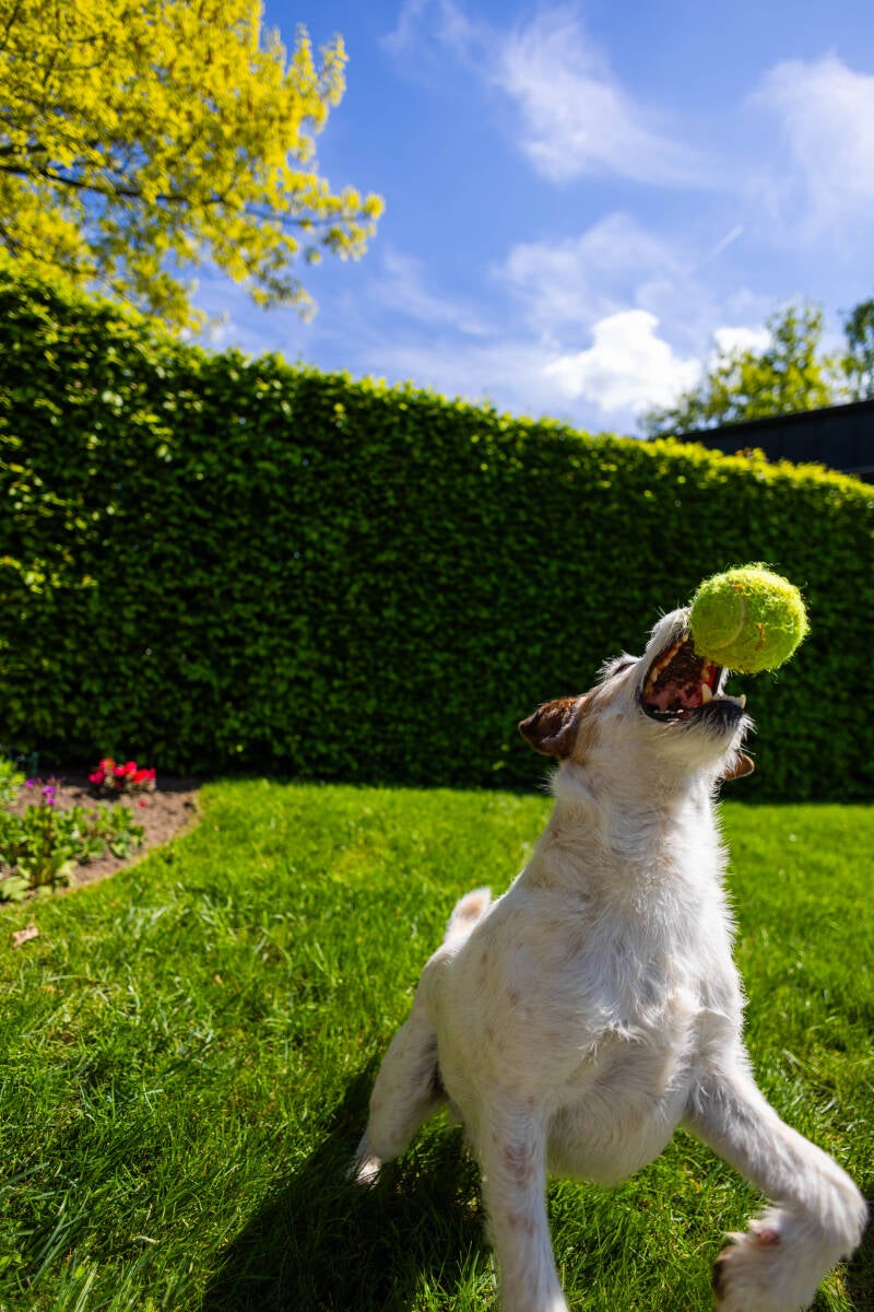doggyshoot-33-of-51-standard.jpg