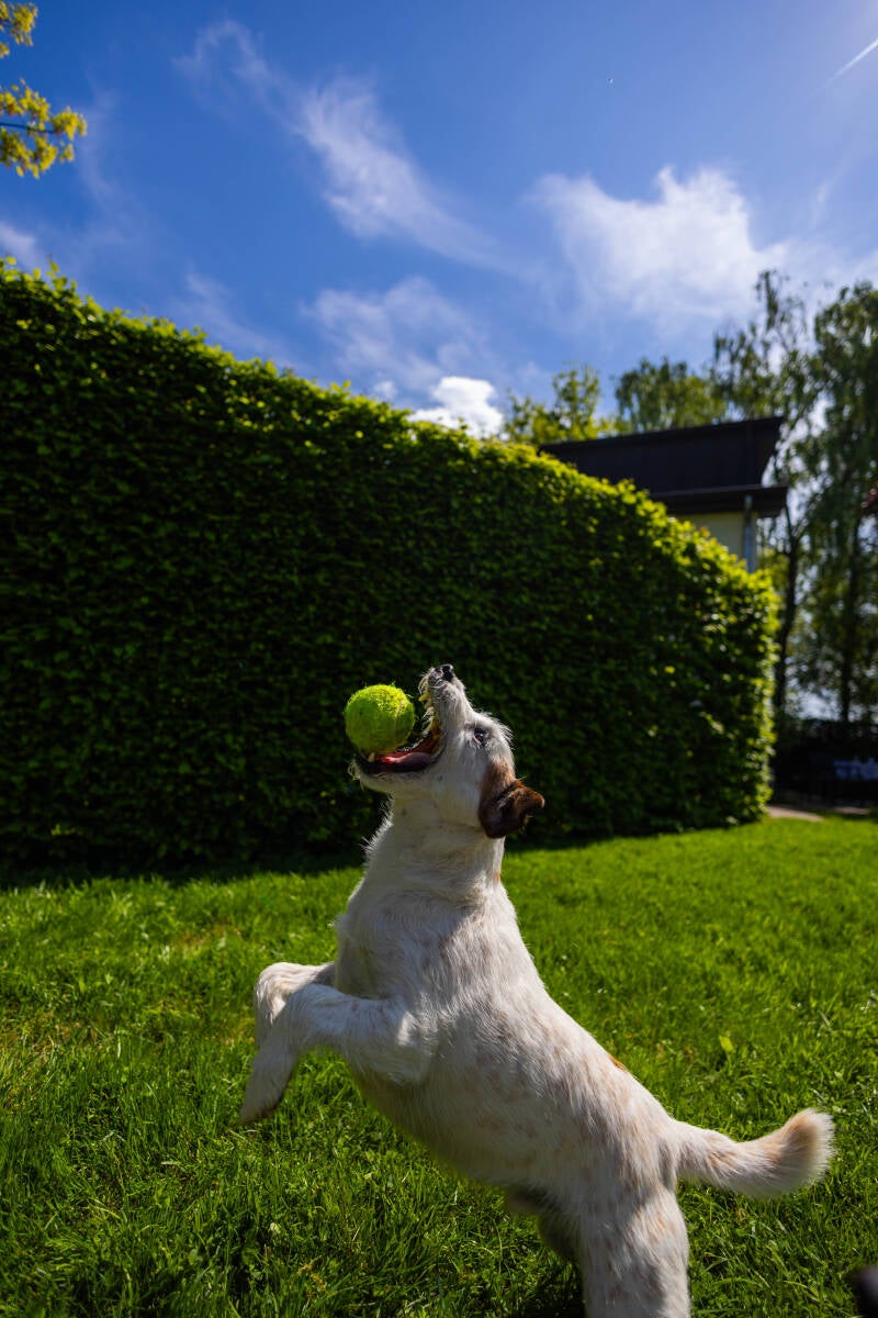 doggyshoot-34-of-51-standard.jpg