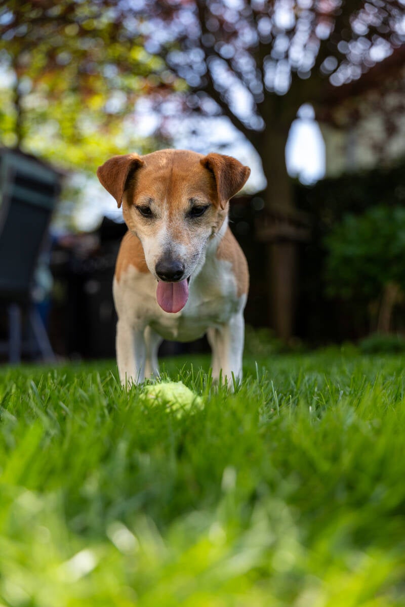 doggyshoot-34-standard.jpg