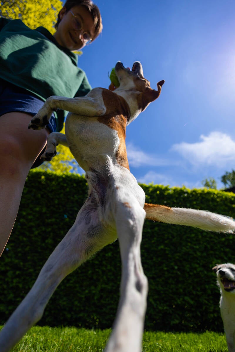 doggyshoot-35-of-51-standard.jpg