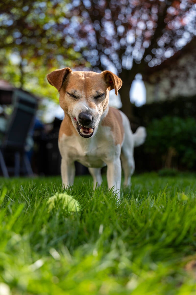 doggyshoot-35-standard.jpg