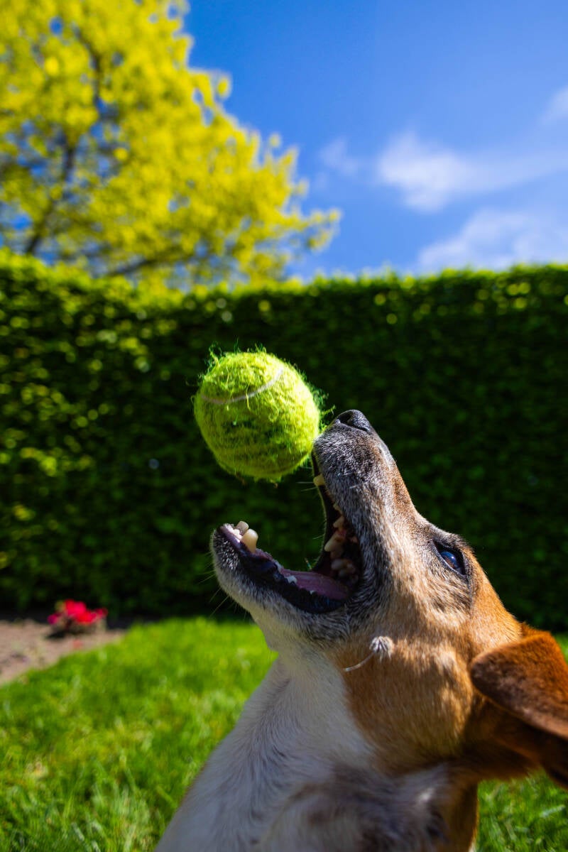 doggyshoot-36-of-51-standard.jpg