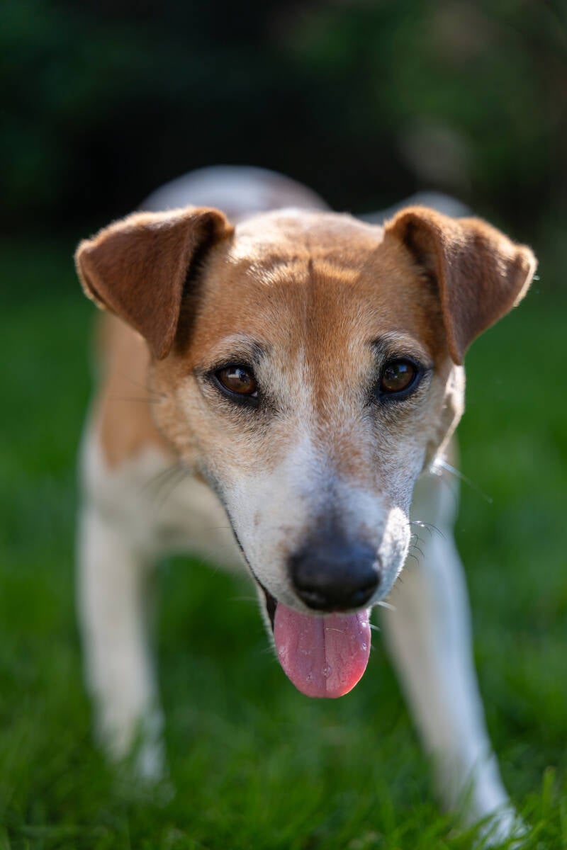 doggyshoot-36-standard.jpg
