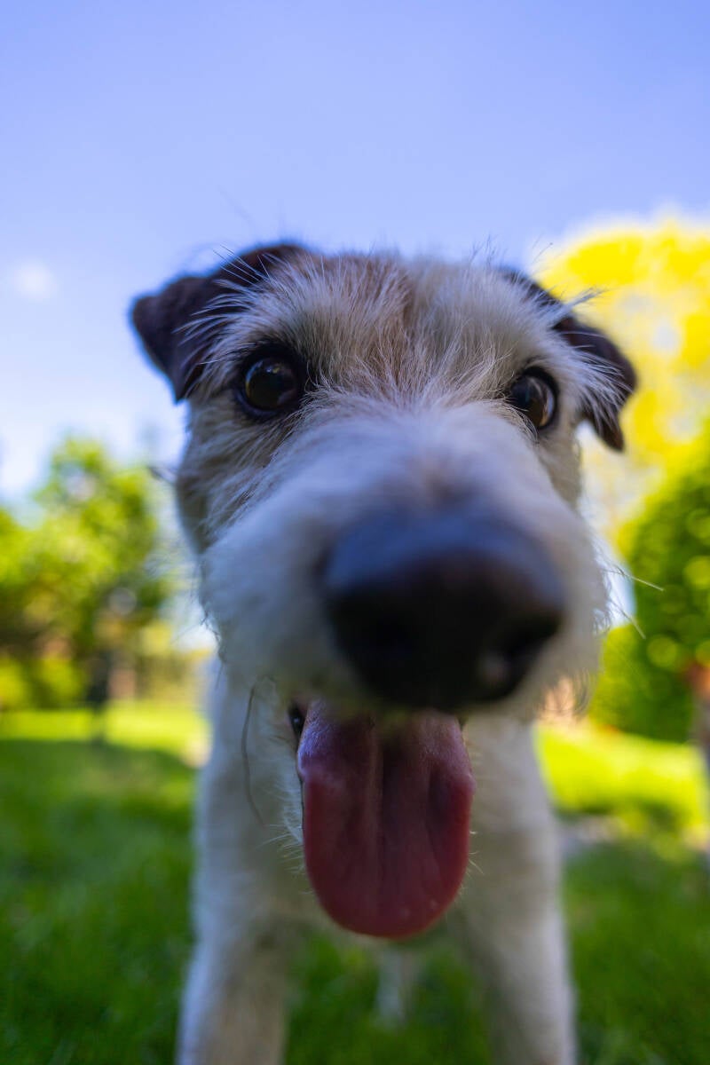 doggyshoot-37-of-51-standard.jpg