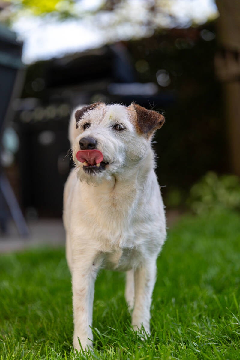 doggyshoot-37-standard.jpg