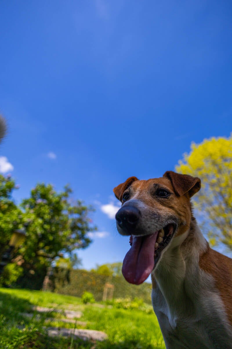 doggyshoot-38-of-51-standard.jpg