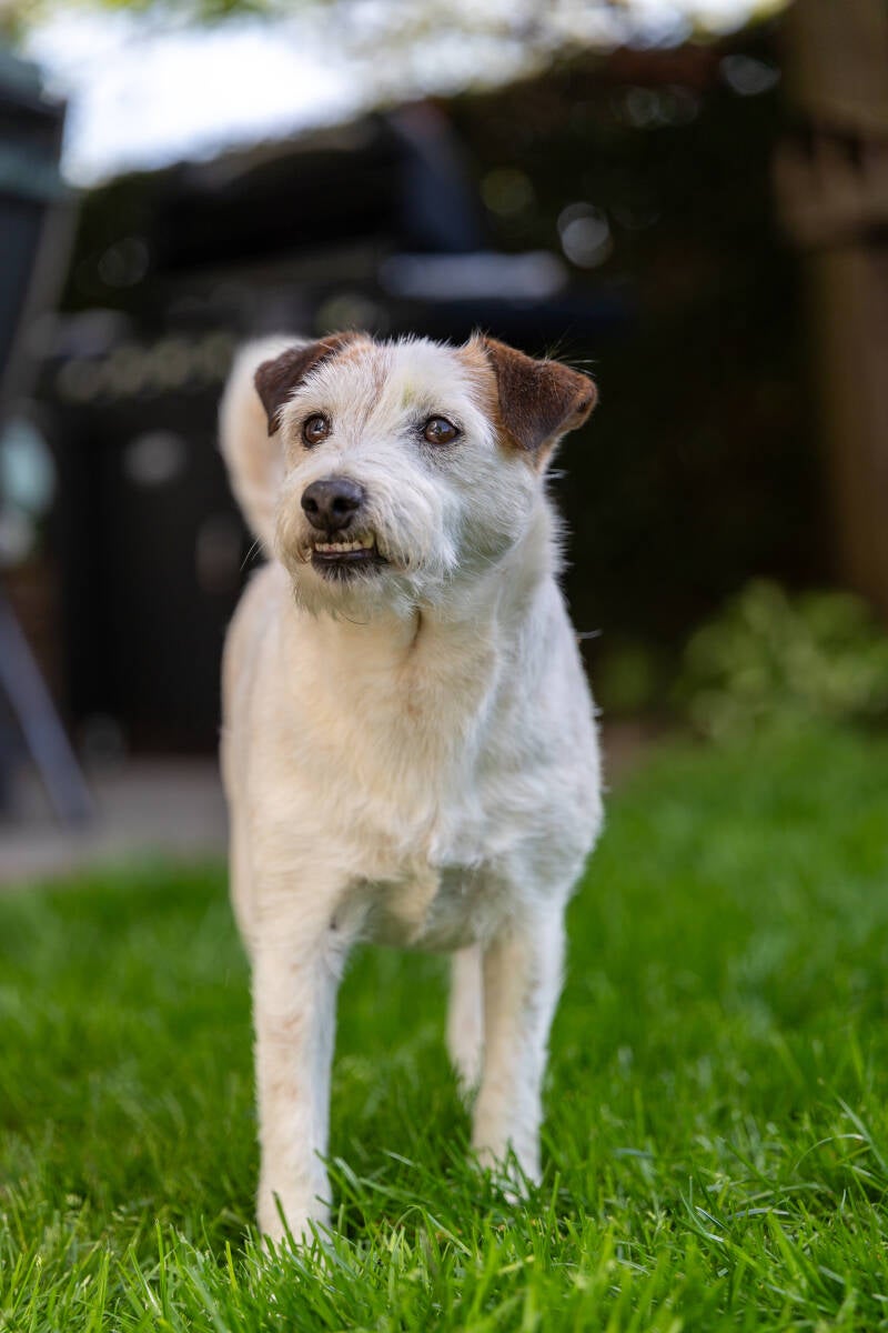 doggyshoot-38-standard.jpg