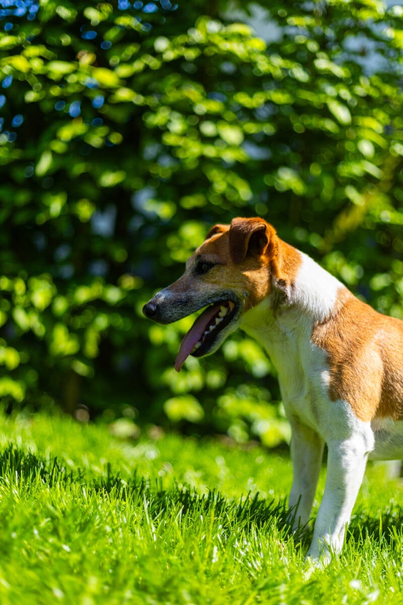 doggyshoot-39-of-51-standard.jpg