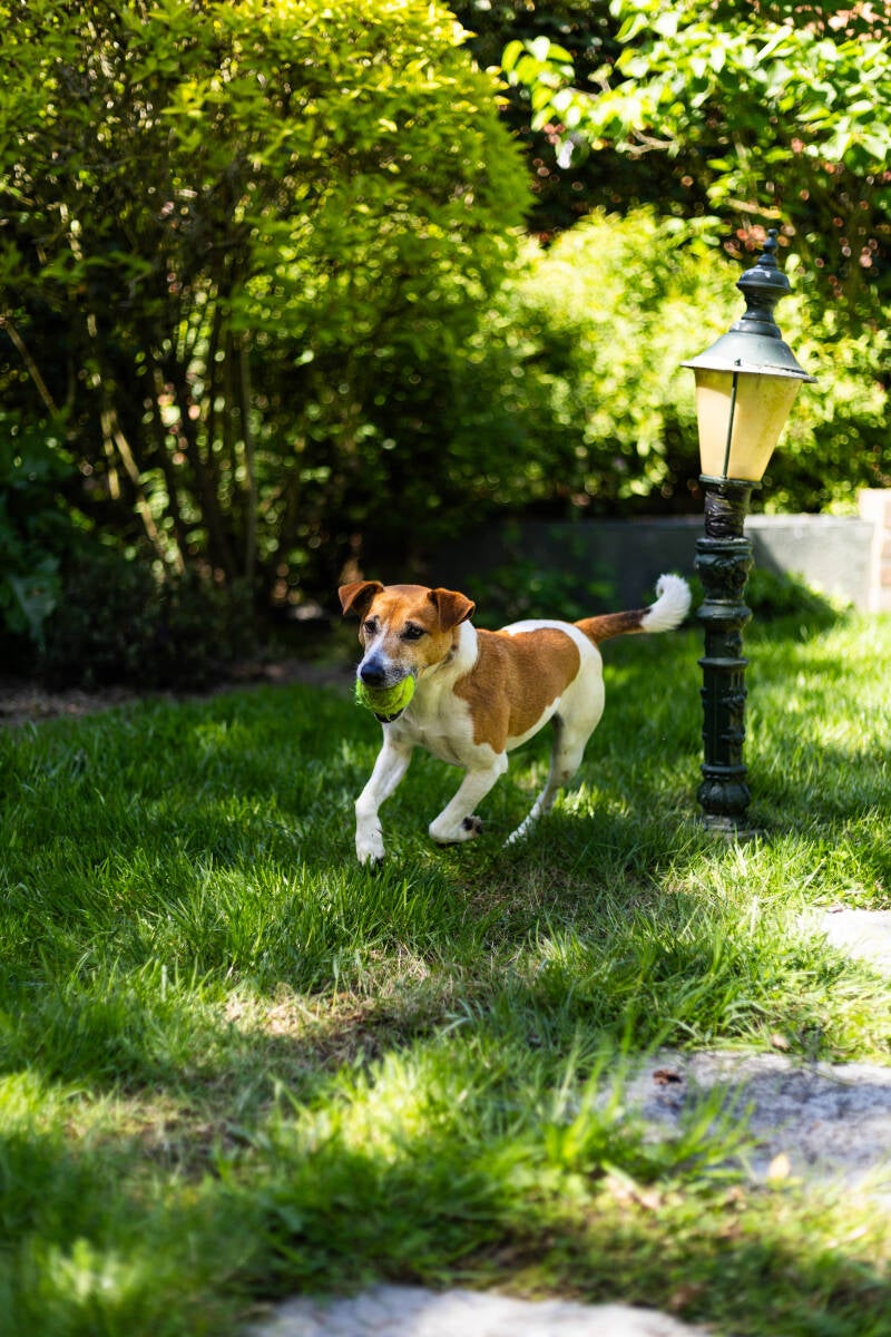 doggyshoot-4-of-51-standard.jpg