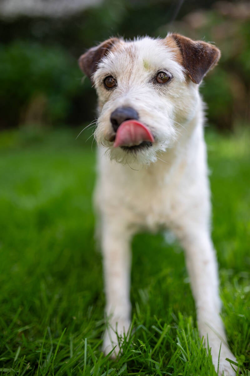 doggyshoot-4-standard.jpg