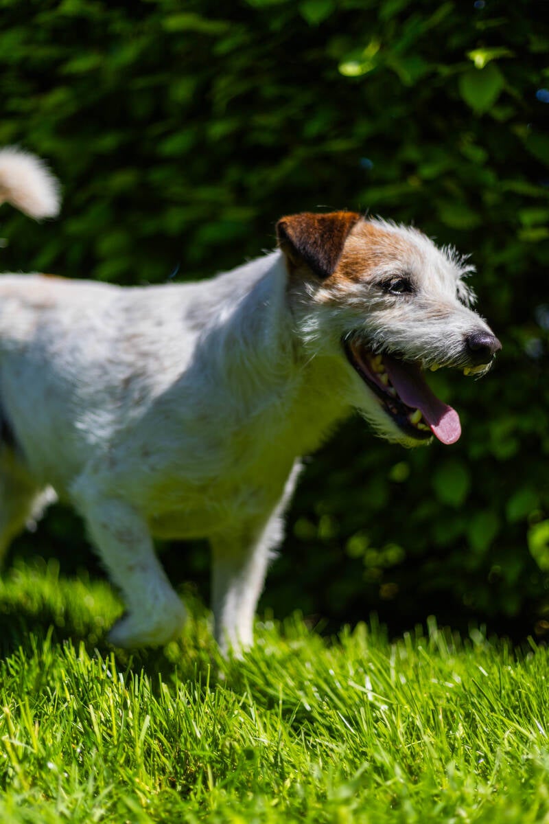 doggyshoot-40-of-51-standard.jpg