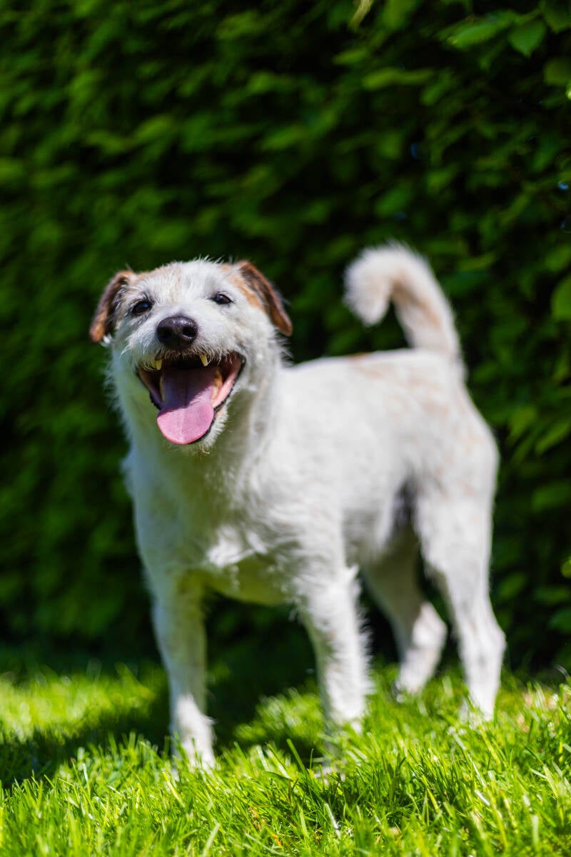 doggyshoot-41-of-51-standard-afq9rf.jpg