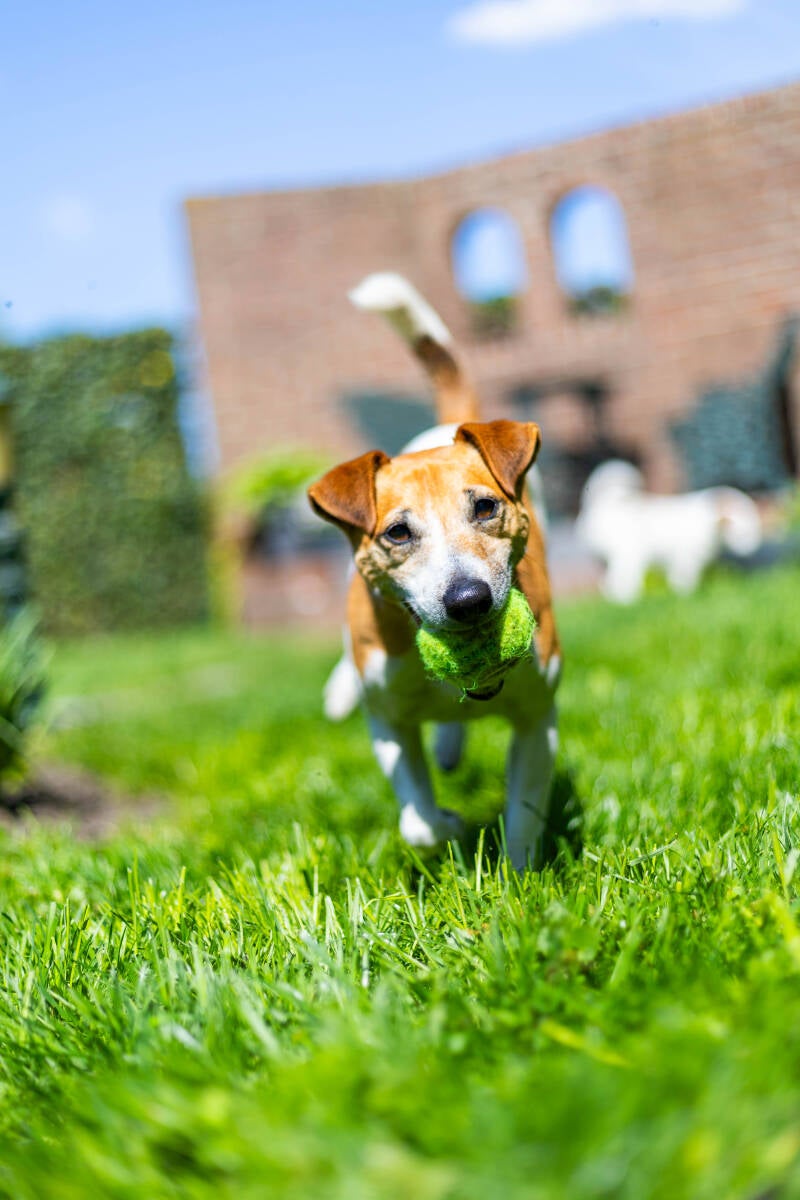 doggyshoot-42-of-51-standard.jpg