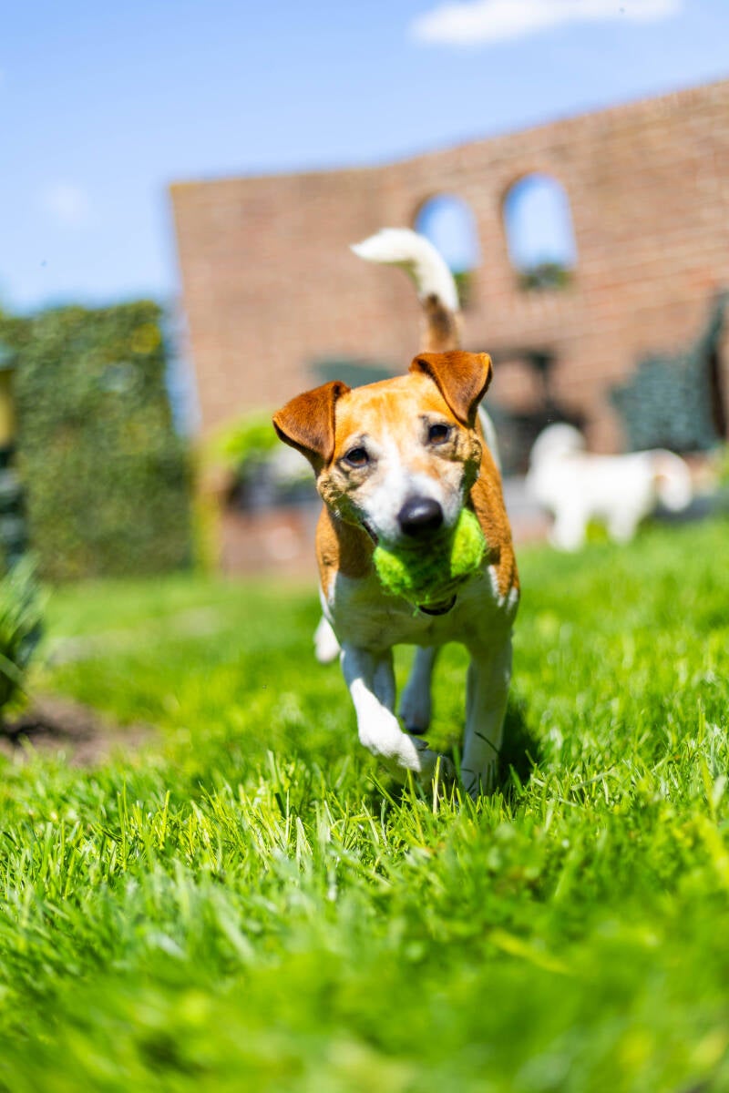 doggyshoot-43-of-51-standard.jpg