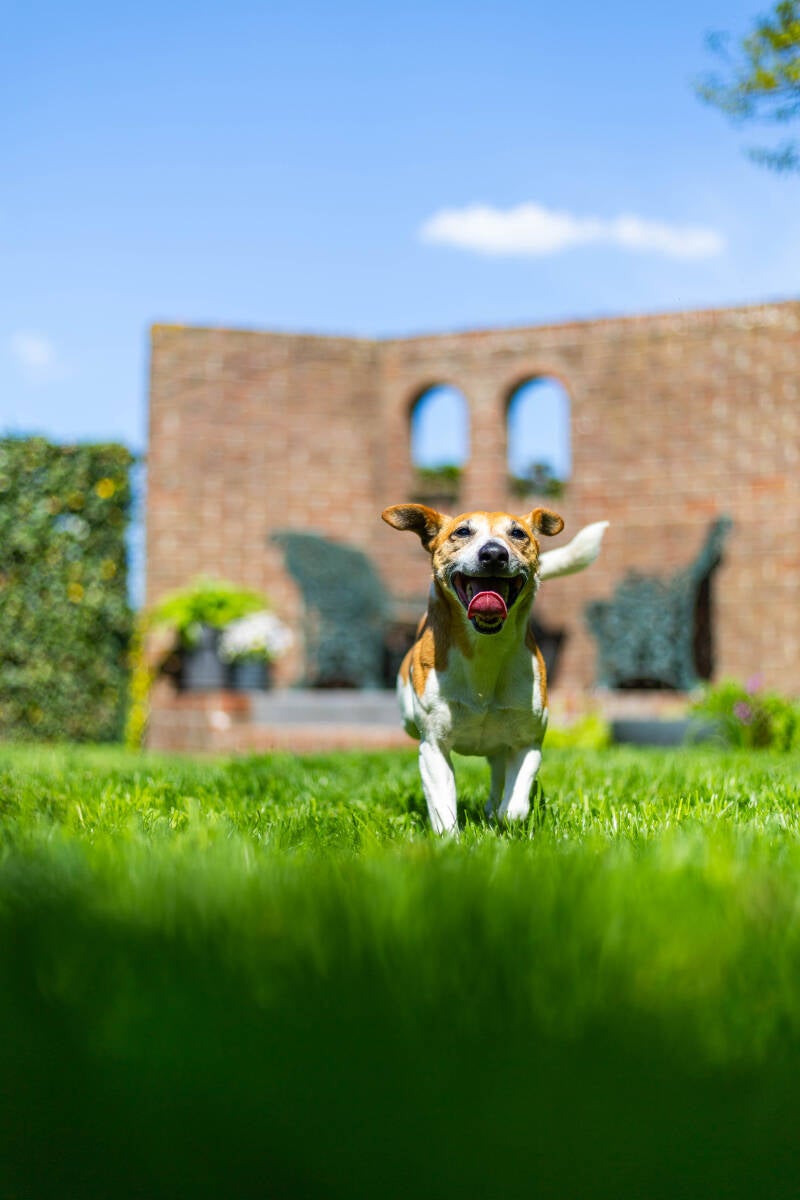 doggyshoot-44-of-51-standard.jpg