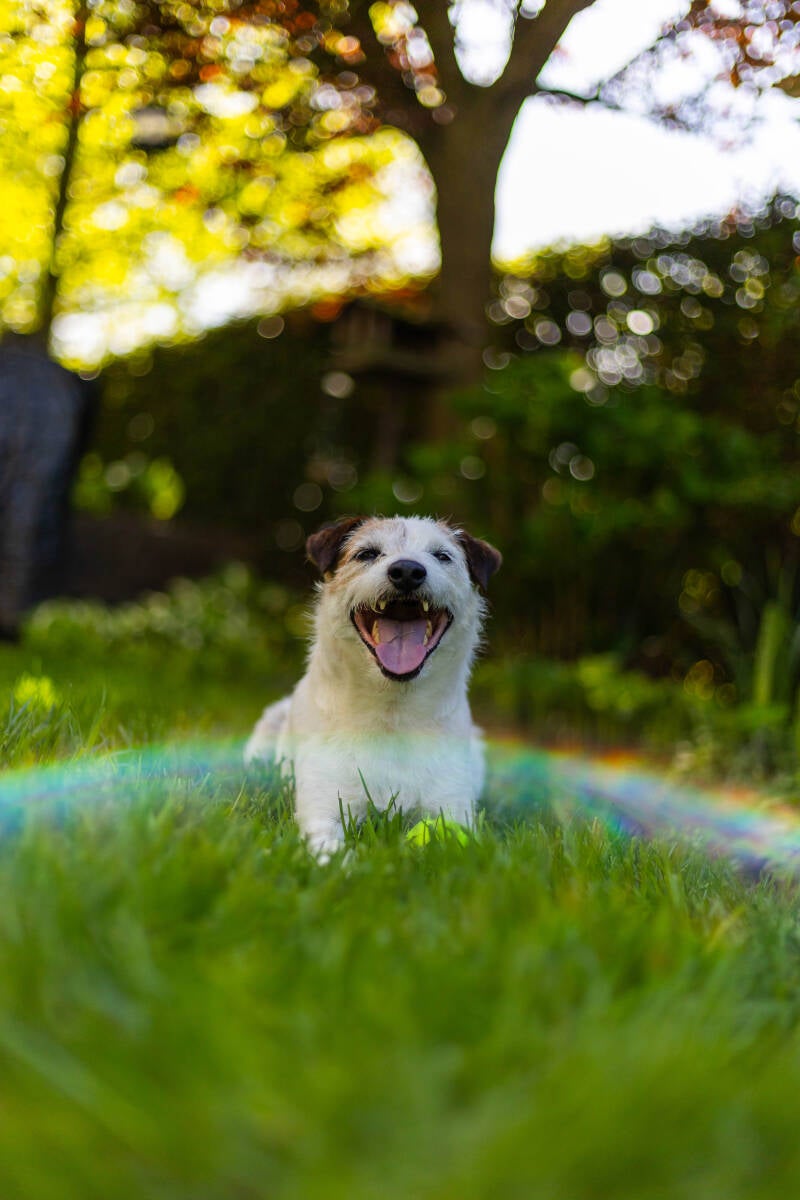 doggyshoot-45-of-51-standard.jpg