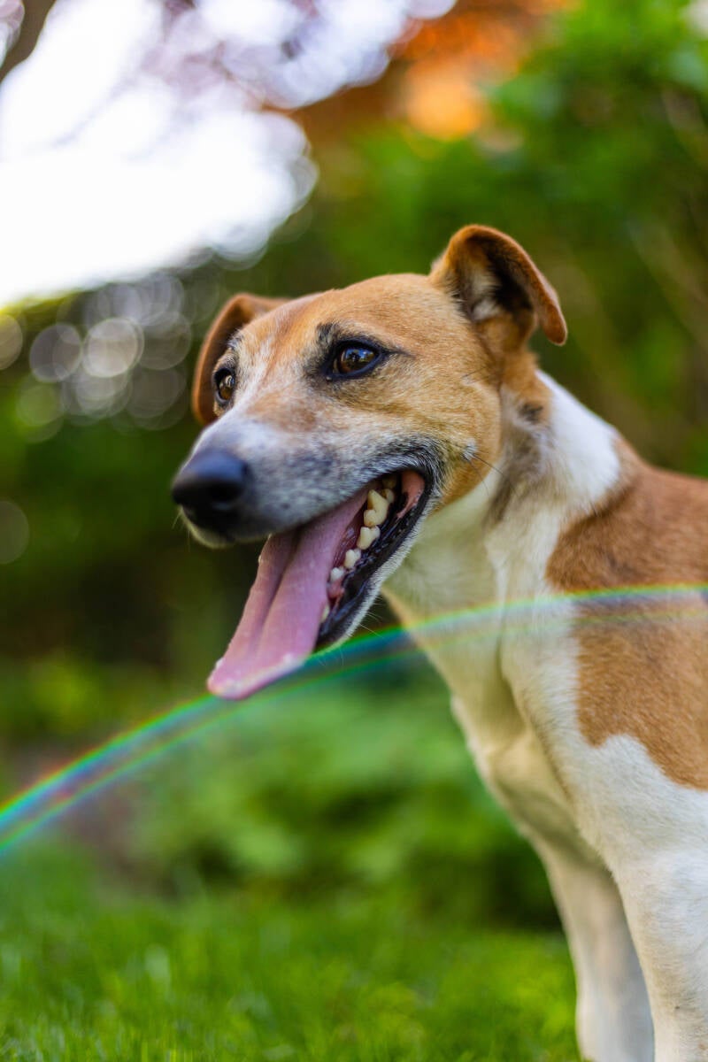 doggyshoot-46-of-51-standard.jpg