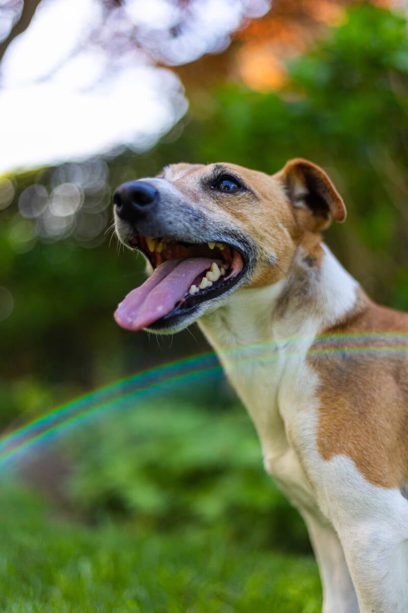 doggyshoot-47-of-51-standard.jpg