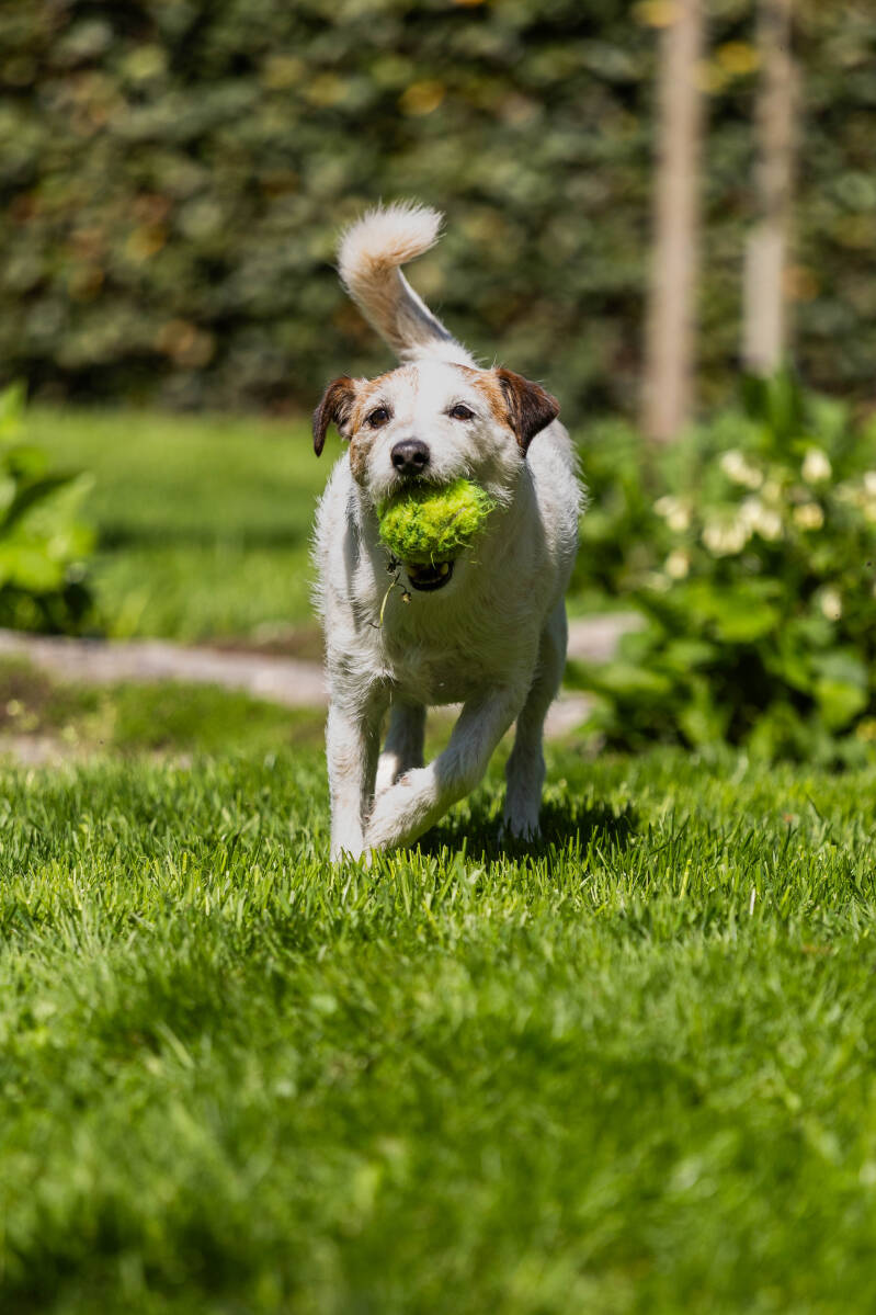 doggyshoot-5-of-51-standard.jpg