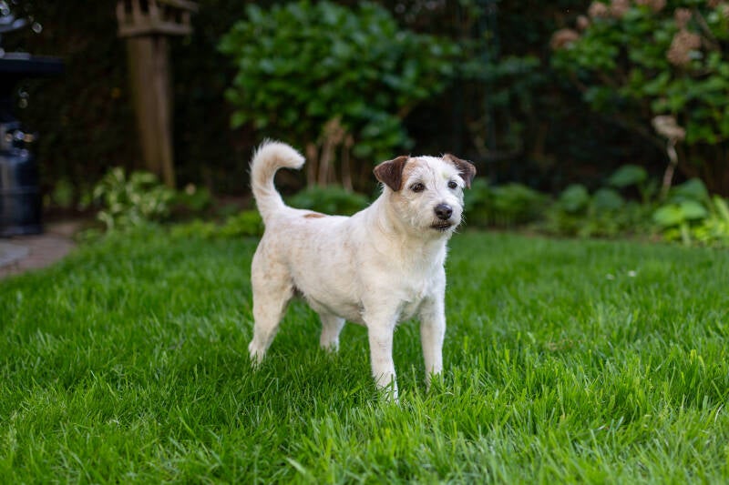 doggyshoot-5-standard.jpg