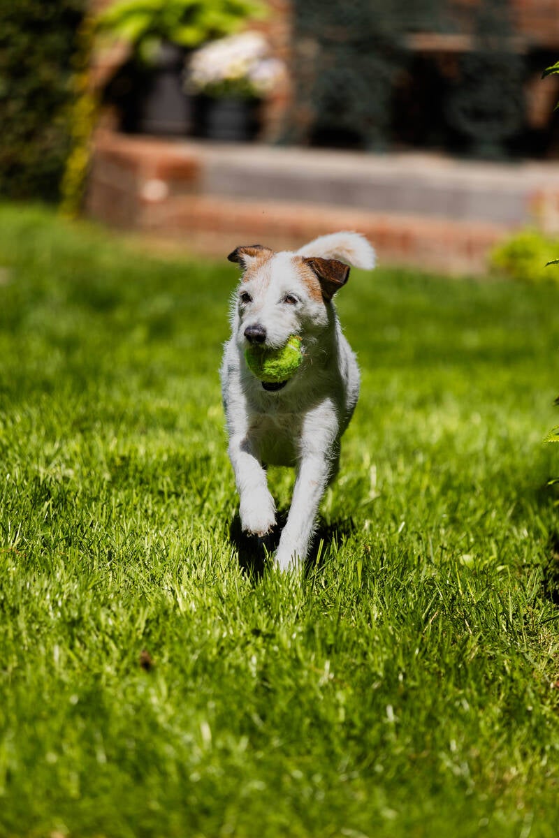 doggyshoot-6-of-51-standard.jpg