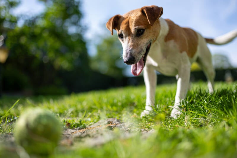 doggyshoot-6-standard.jpg