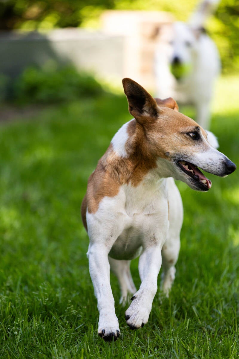 doggyshoot-7-of-51-standard.jpg