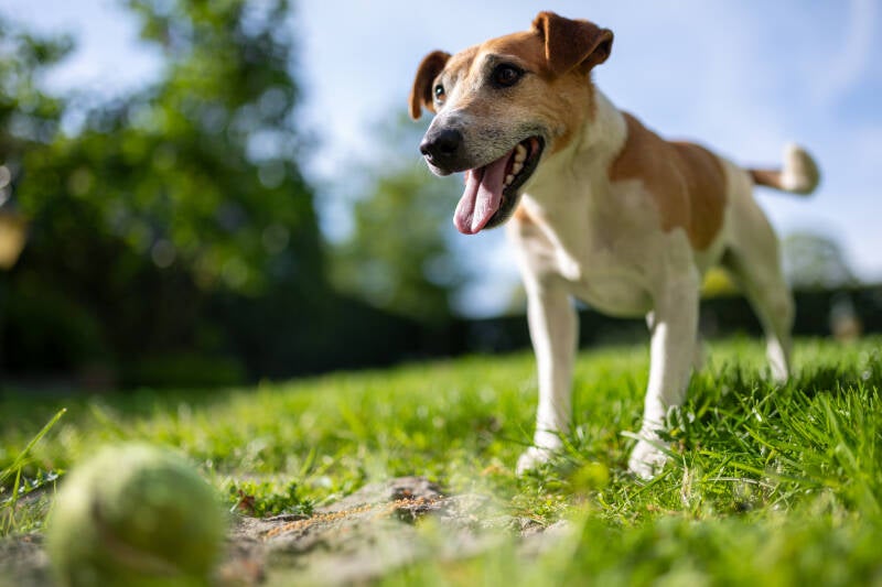 doggyshoot-7-standard.jpg