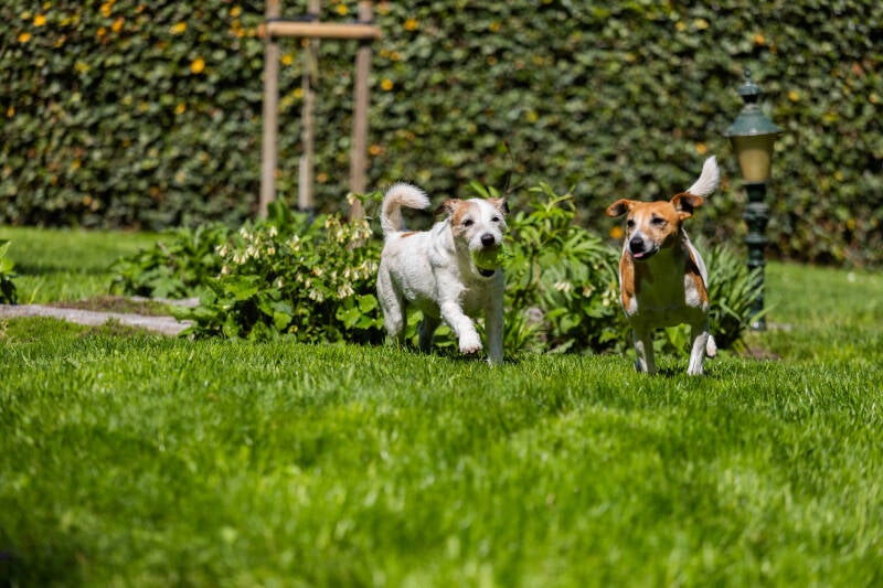 doggyshoot-8-of-51-standard.jpg