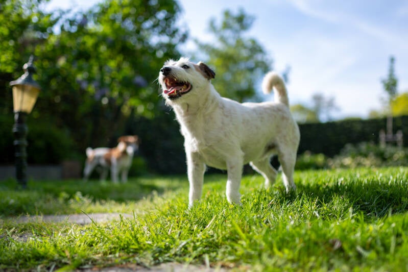 doggyshoot-8-standard.jpg