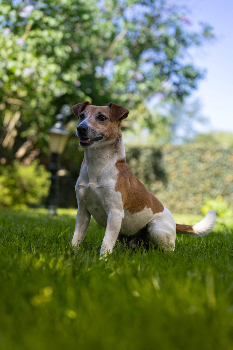 doggyshoot-9-of-51-standard.jpg