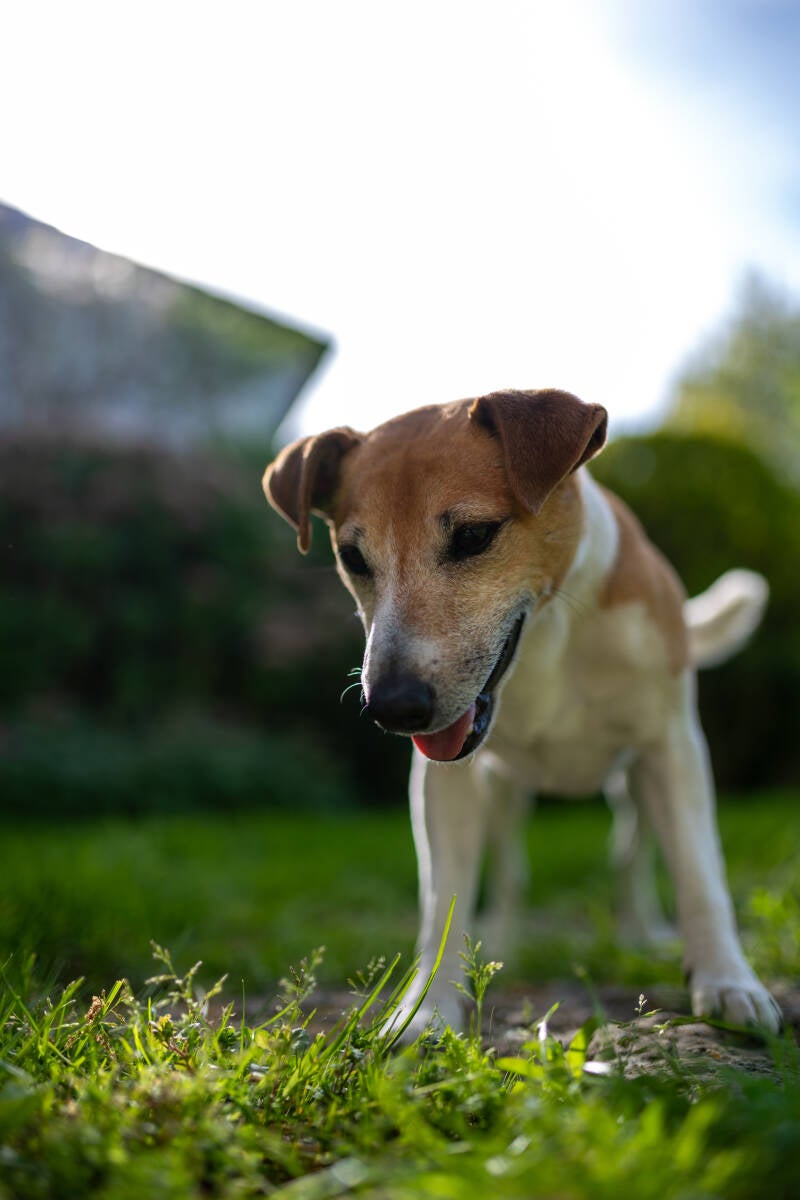doggyshoot-9-standard.jpg