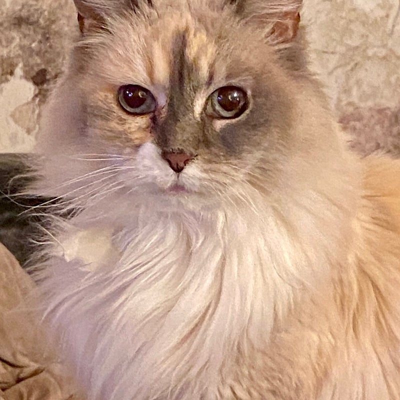 Ons oudje Shiva ❤️